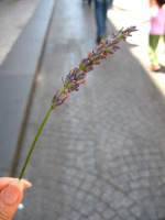 Lavender33