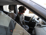 Dog_in_car21